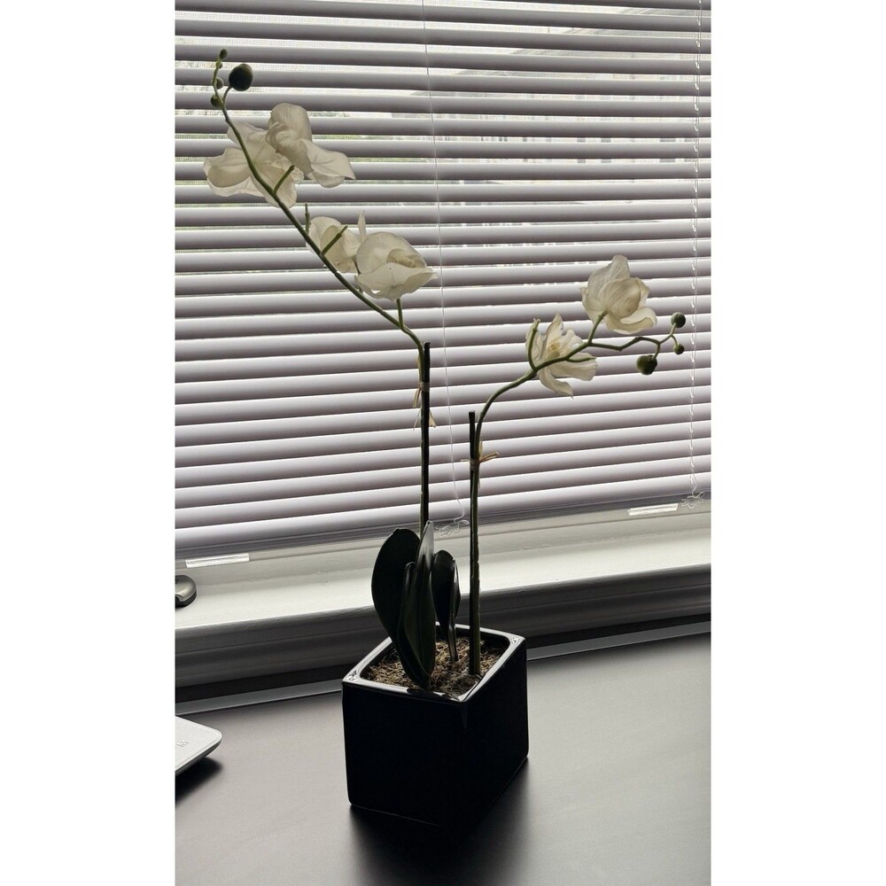 Real Touch White Phalaenopsis Potted Orchid Plant With A Black Ceramic Pot 18”